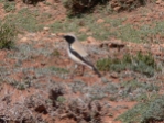 eDesert Wheatear.jpg